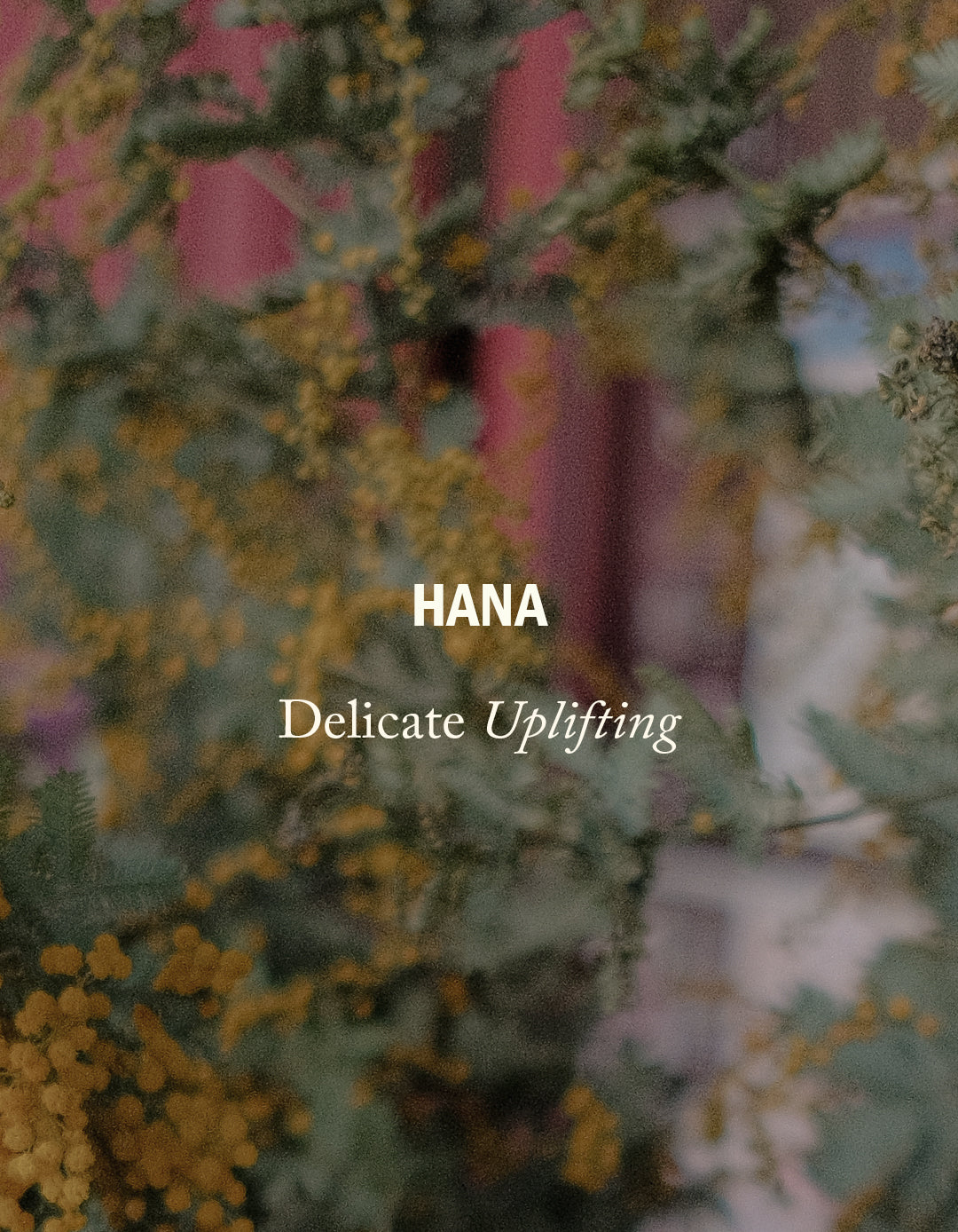 Bundle 01. The Hinoki Haven